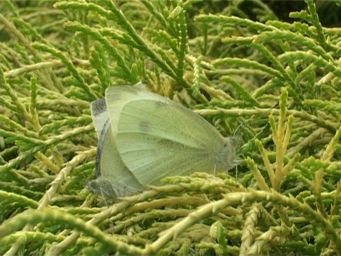 Kleiner Kohlweißling ( Pieris rapae ), bei der Paarung : Moers, in unserem Garten, 01.09.2005